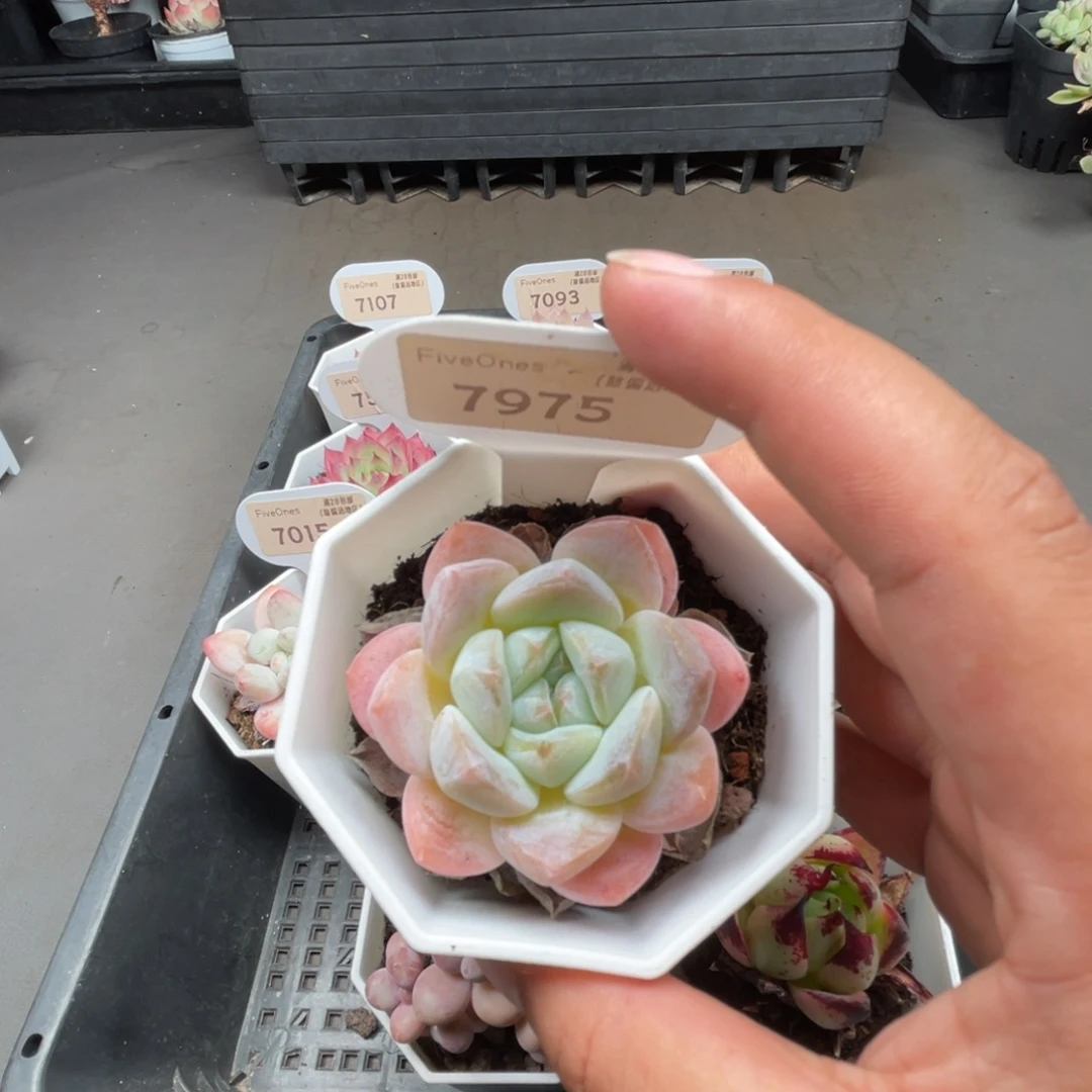 7975琥珀  5.0厘米