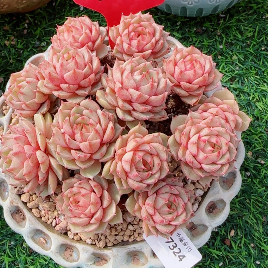 笨吧无砍，7324多肉植物