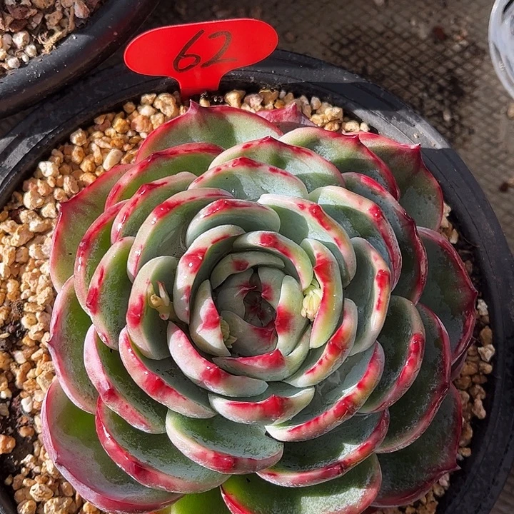 惊鸿仙子一物一拍，13厘米