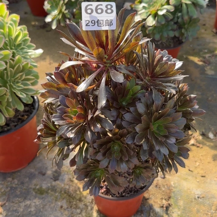 灰法师……多肉植物……