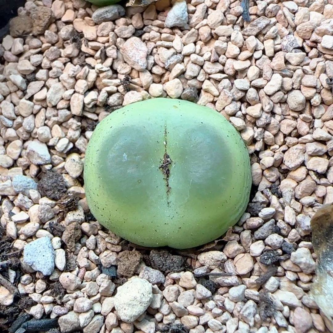 辛***?大王拉登