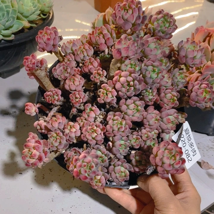 夏悦多肉 0220-82蓝苹果