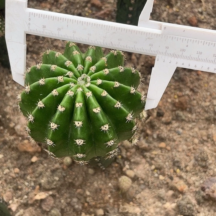 美*花98号秀蒲嫁接一代侧牙