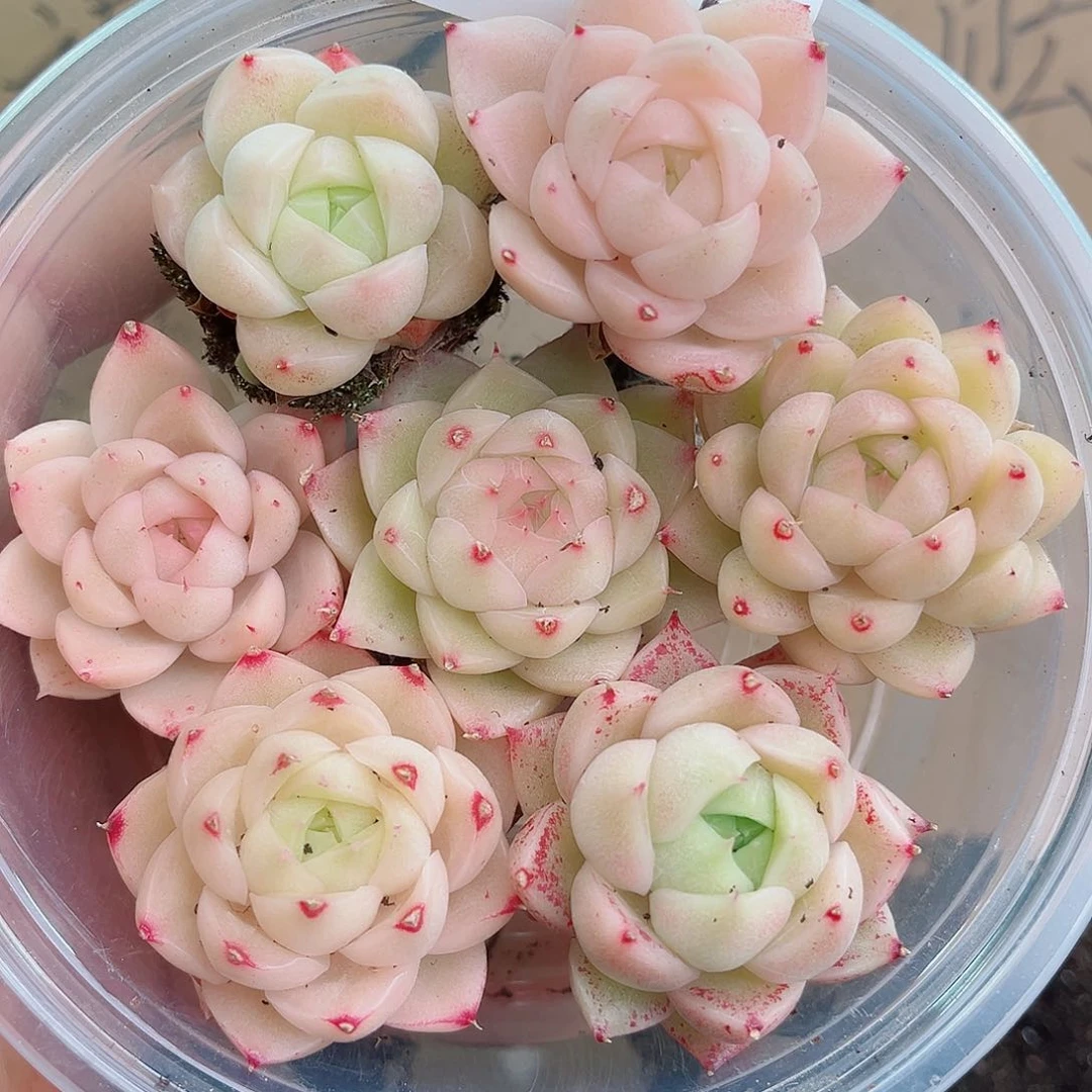 1-641 新疆西藏内蒙不发12.8包邮2-3公分