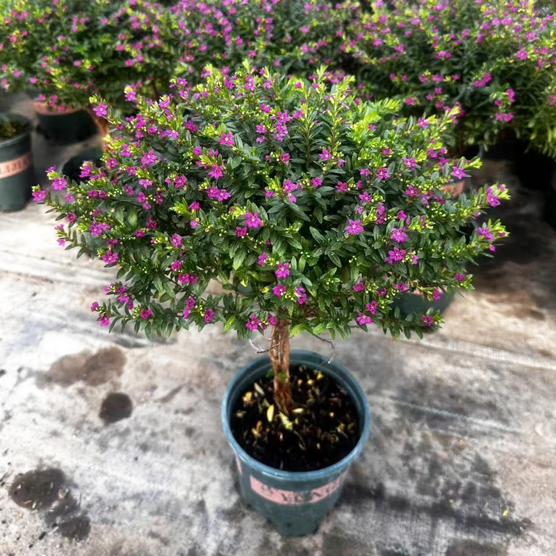 满天星盆栽麻花杆四季开花好养成品可用于庭院窗台观赏绿植