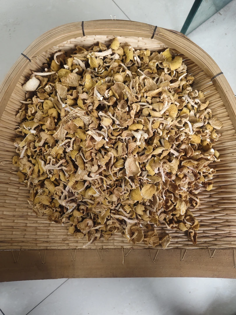 东北大山榆黄蘑碎片