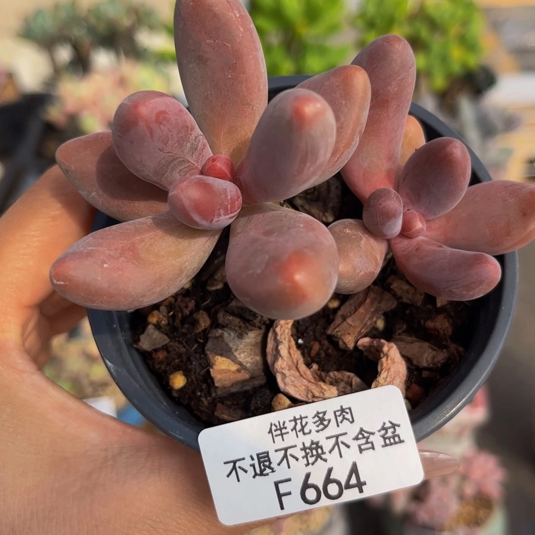 664-糖果美多肉6cm