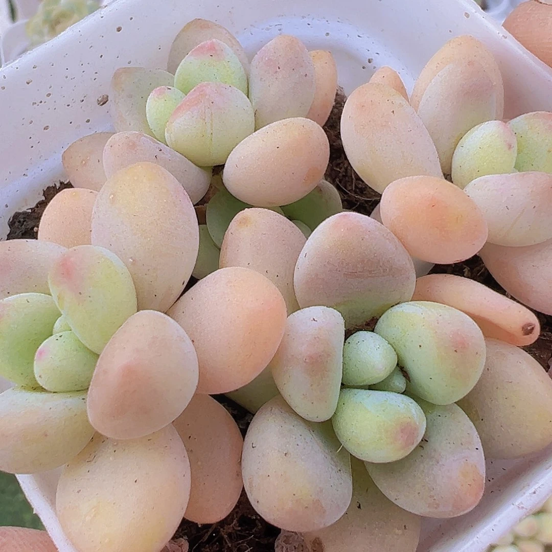 4头蛋黄奶酪19包邮