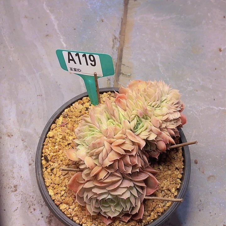 一*鱼昂一物一拍A119