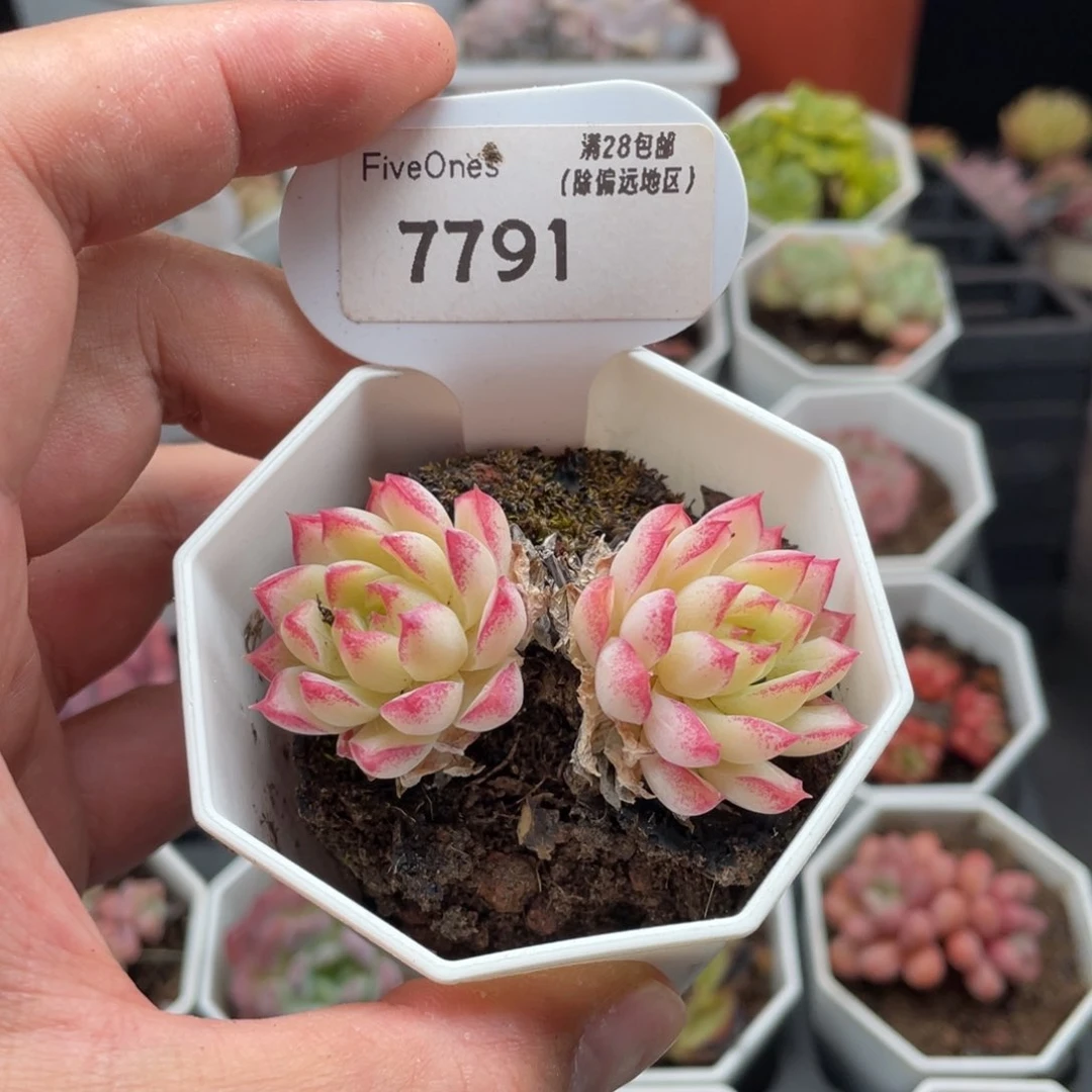 女王7791-6.0厘米