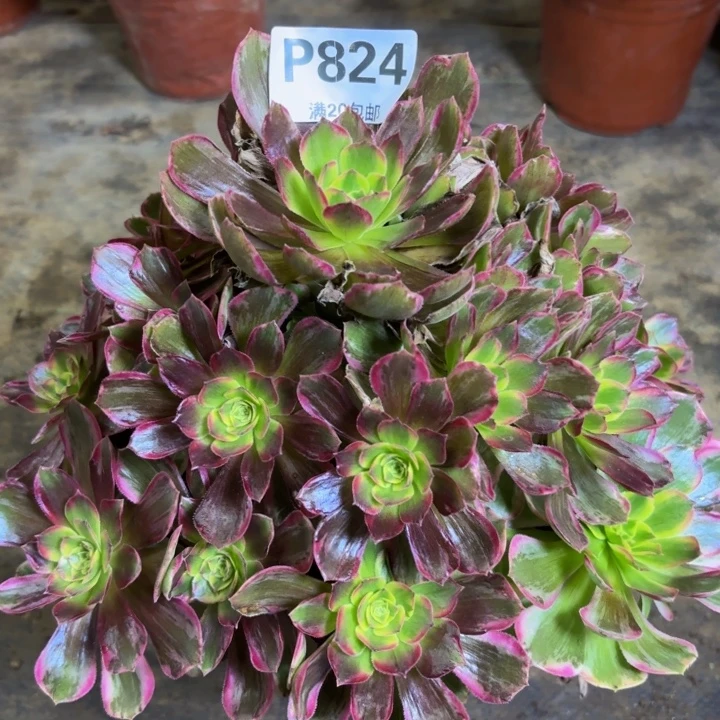 瑞妈多肉植物，824.