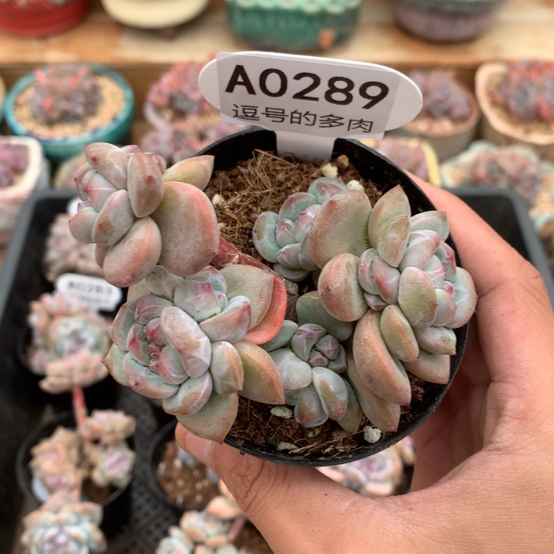 A0289 突尼斯 有砍 8cm