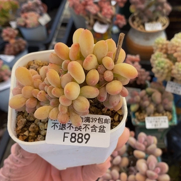 奶**龙苹果奶缀7cm889多肉植物