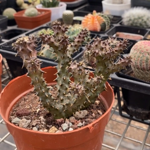 波斯地毯9仙人球