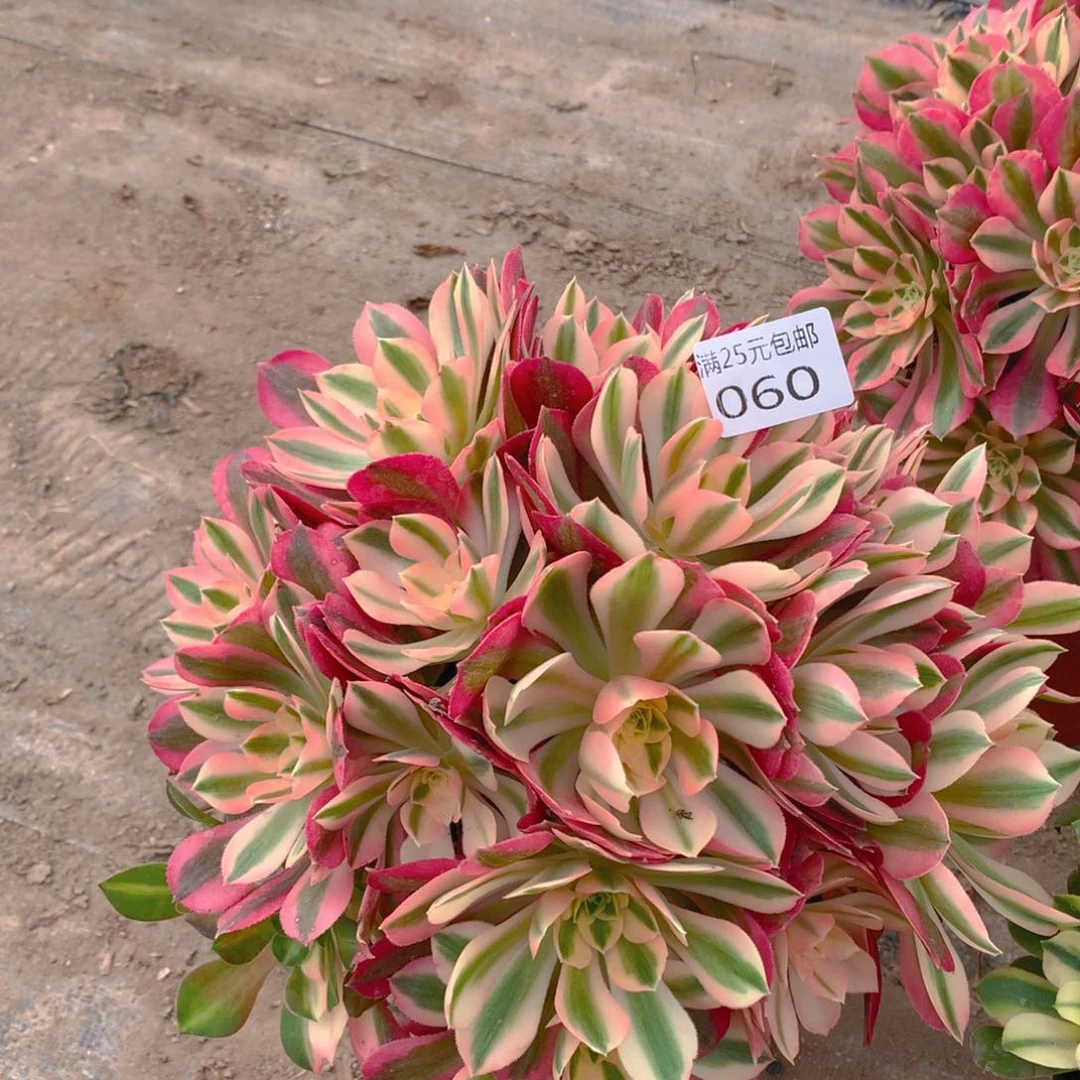 060粉女巫大捧花多肉植物