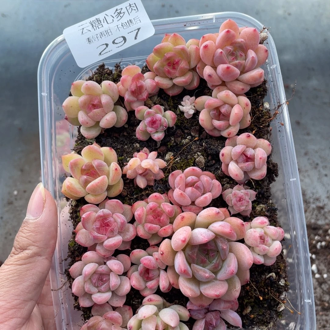 云糖心多肉植物297