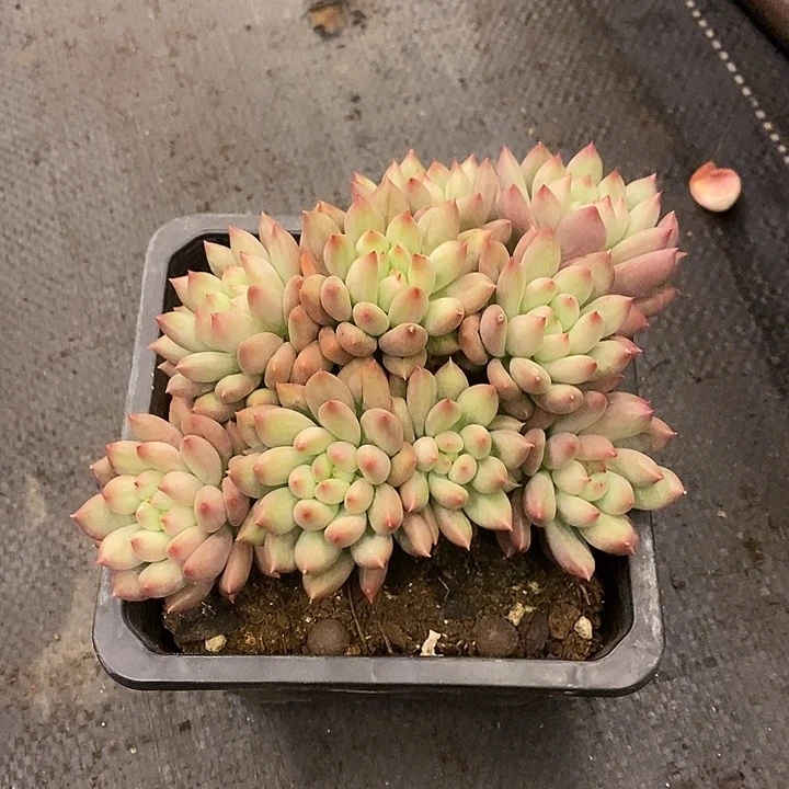 小***涵多肉植物肉肉植物