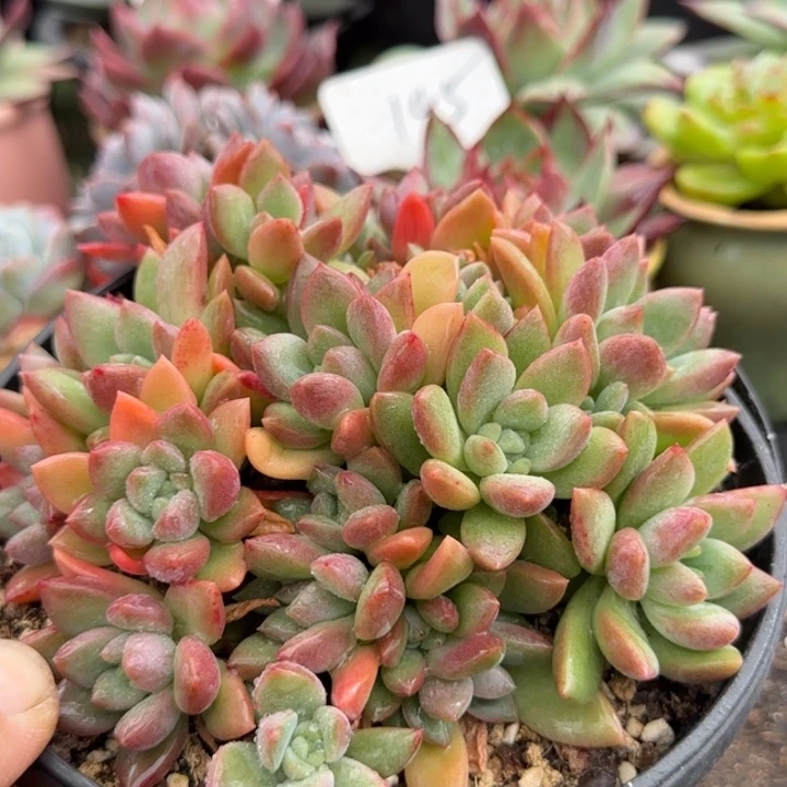 贵妃美人惊鸿一物一拍包装收缩花旱772