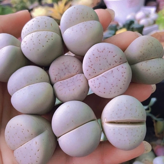 无花朵1068，2.5-2.7厘米如图