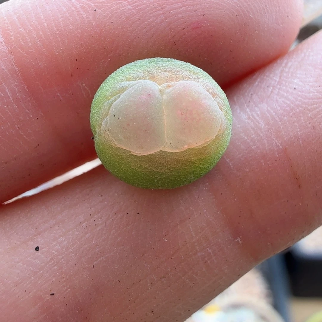 2.6.61/微瑕紫皮拉登/多肉植物