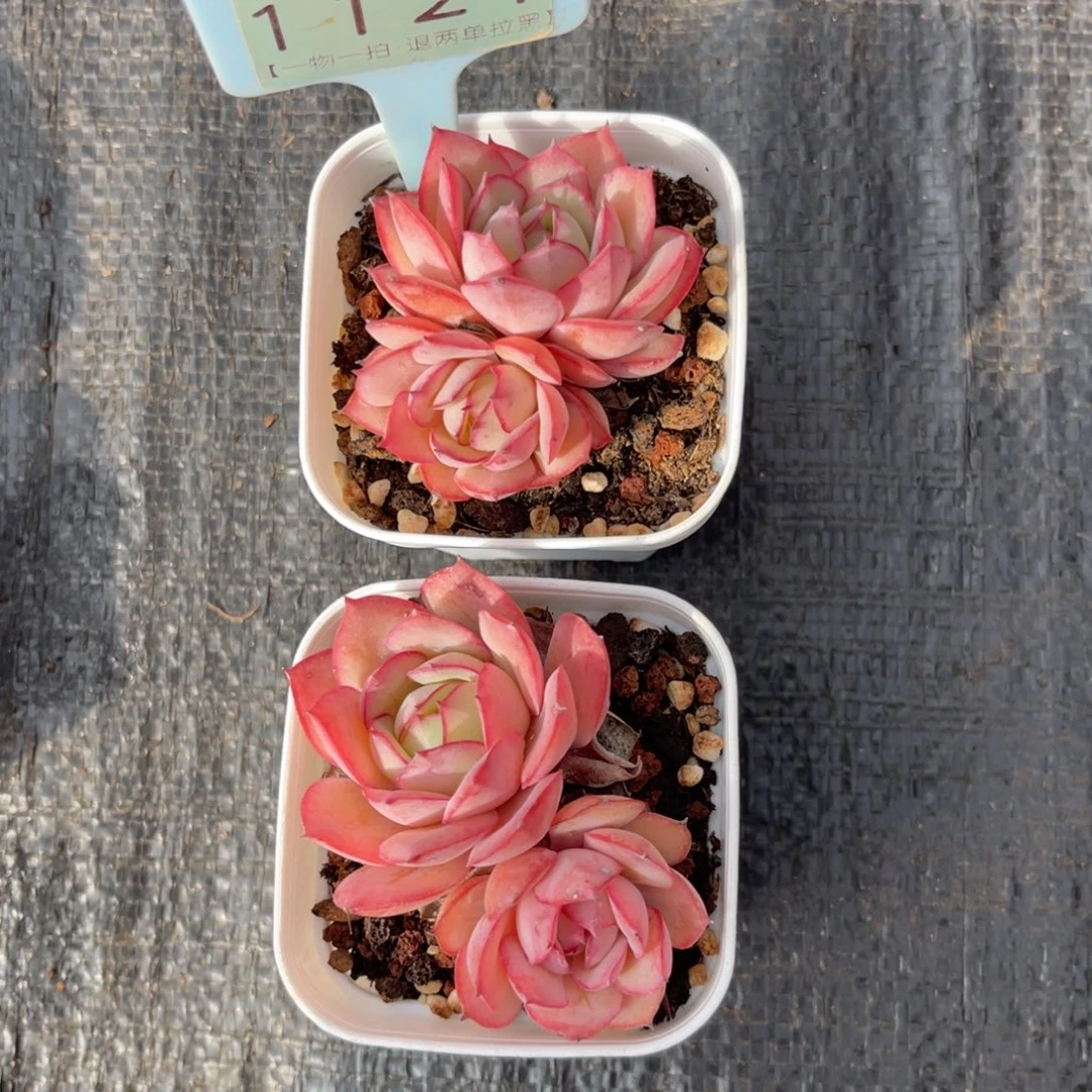 云尘多肉一物一拍1121