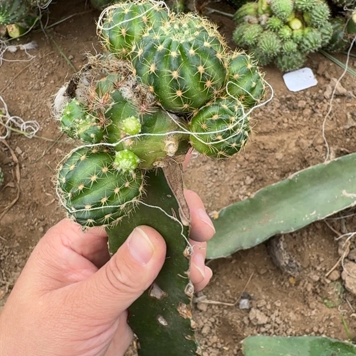 306嫁接丽花修根发货斑