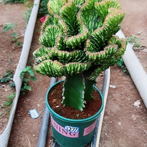 一物一拍金麒麟带盆带土发货