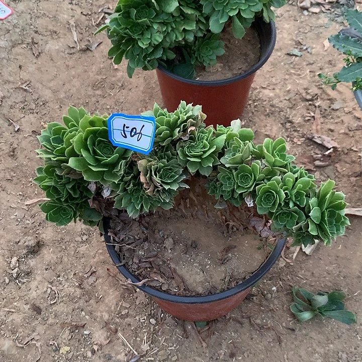 缀多肉植物多肉506