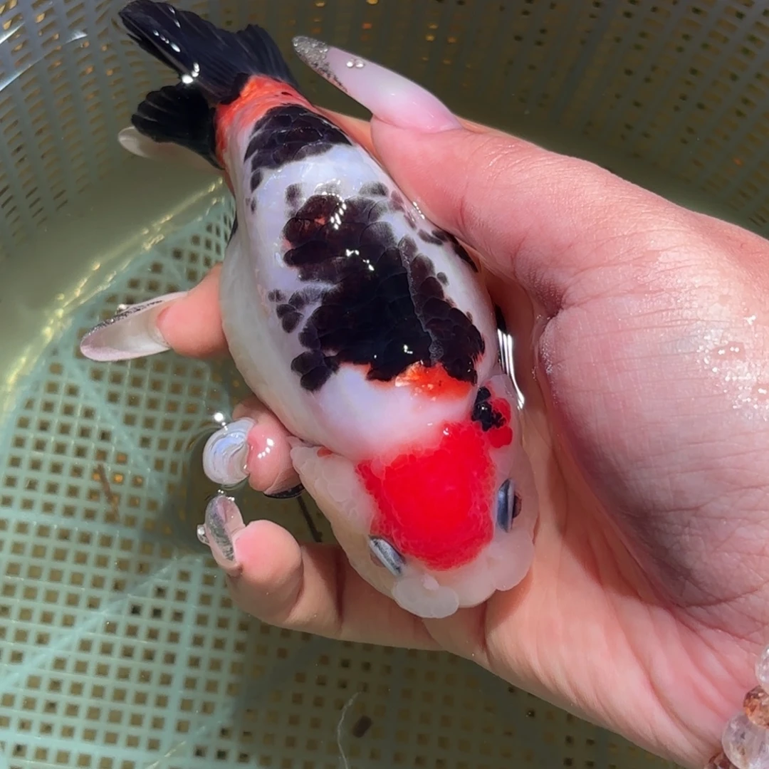 ****崔金鱼拍包装包邮，不拍包装运费到付