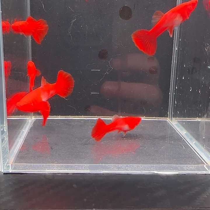 孔雀鱼通背包肚分水2对