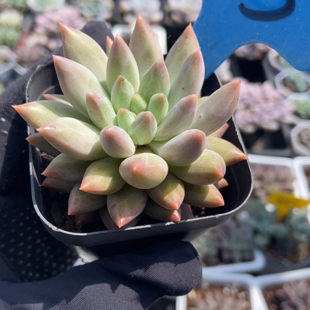 53水晶球多肉植物