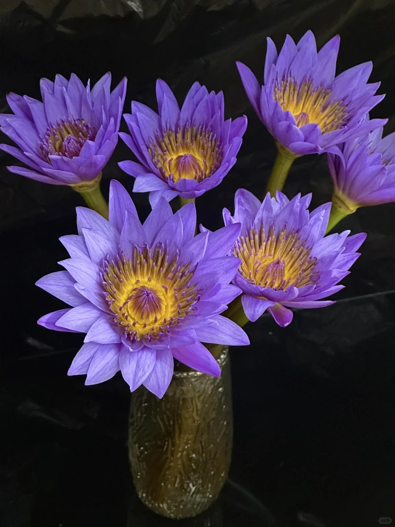 【花梦鲜花】紫色睡莲鲜切花云南直发清香型水培好养护室内插花