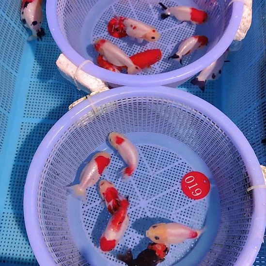 辉***力金鱼138  019练手小兰寿12条特价顺丰包邮