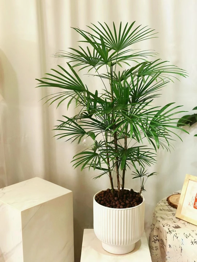 （大型金山棕竹）四季常绿土培室内外养家居办公绿植基地直发