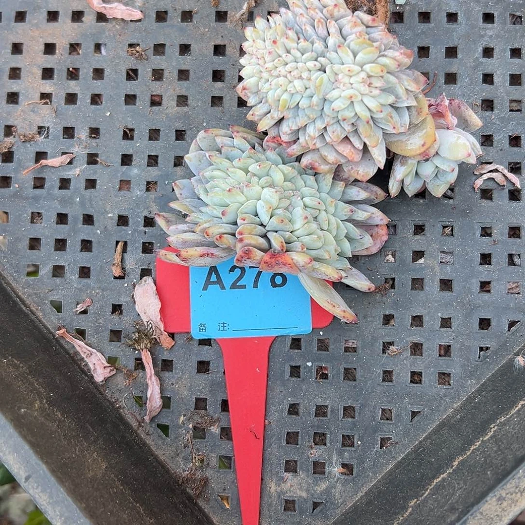 昕***2多肉植物一物一拍