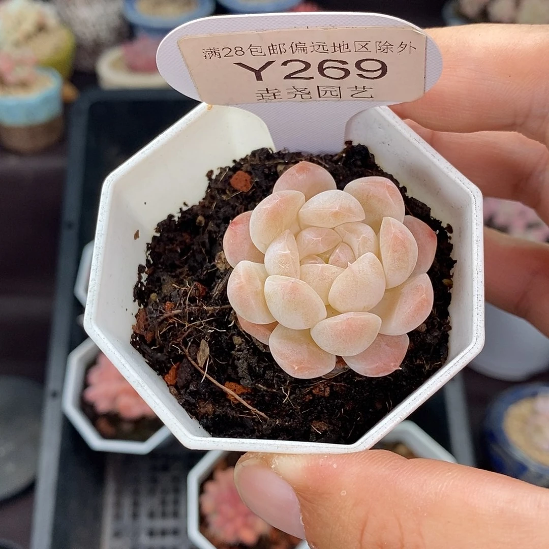 0269 美梦 3.5cm 单头