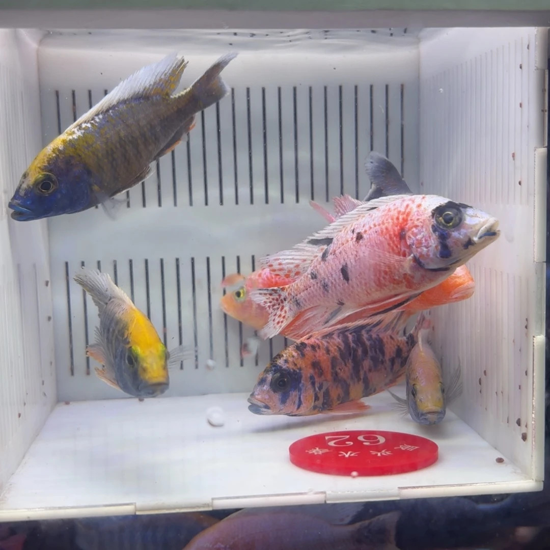 慈鲷鱼福利62号8条其中备损2条