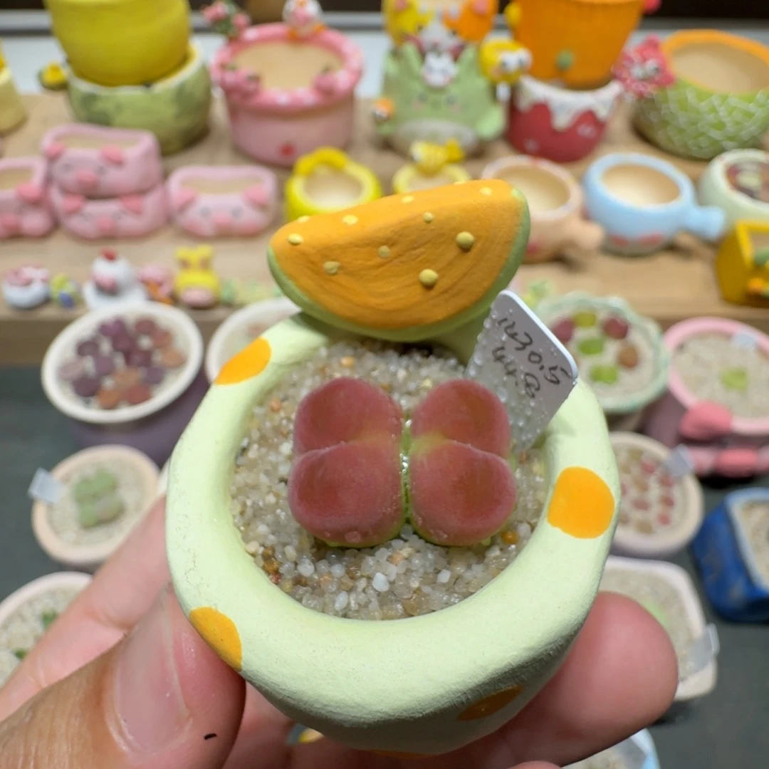 蘑菇204水蜜桃1430.5