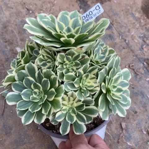 90迈巴赫满25包邮多肉