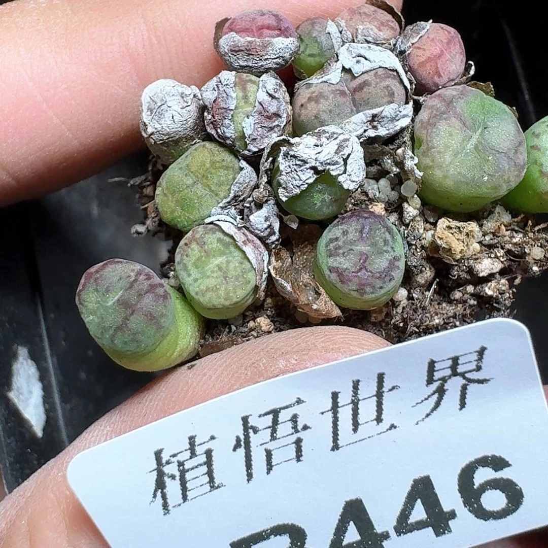 .446号多肉植物哇d v