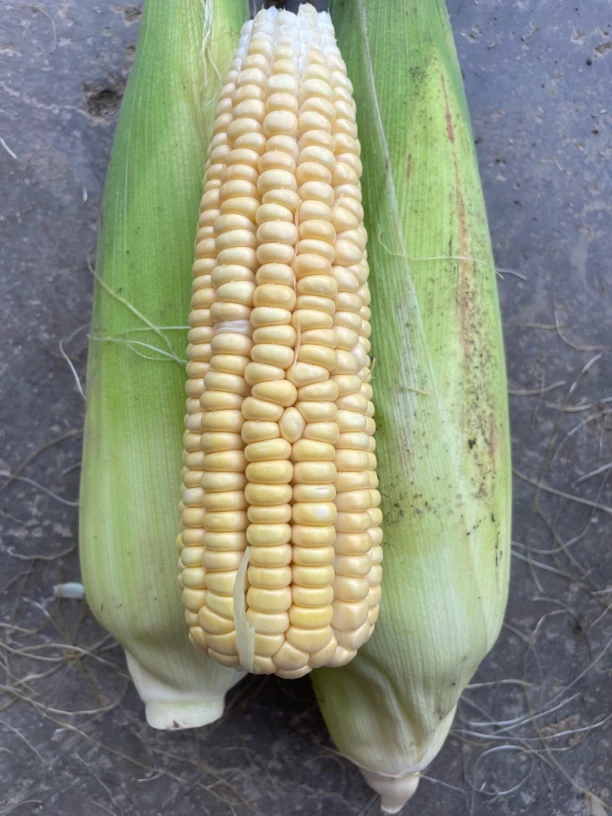 湖南农家自种甜玉米糯玉米