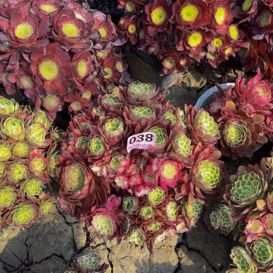 孔雀翎法师朵朵5-29
