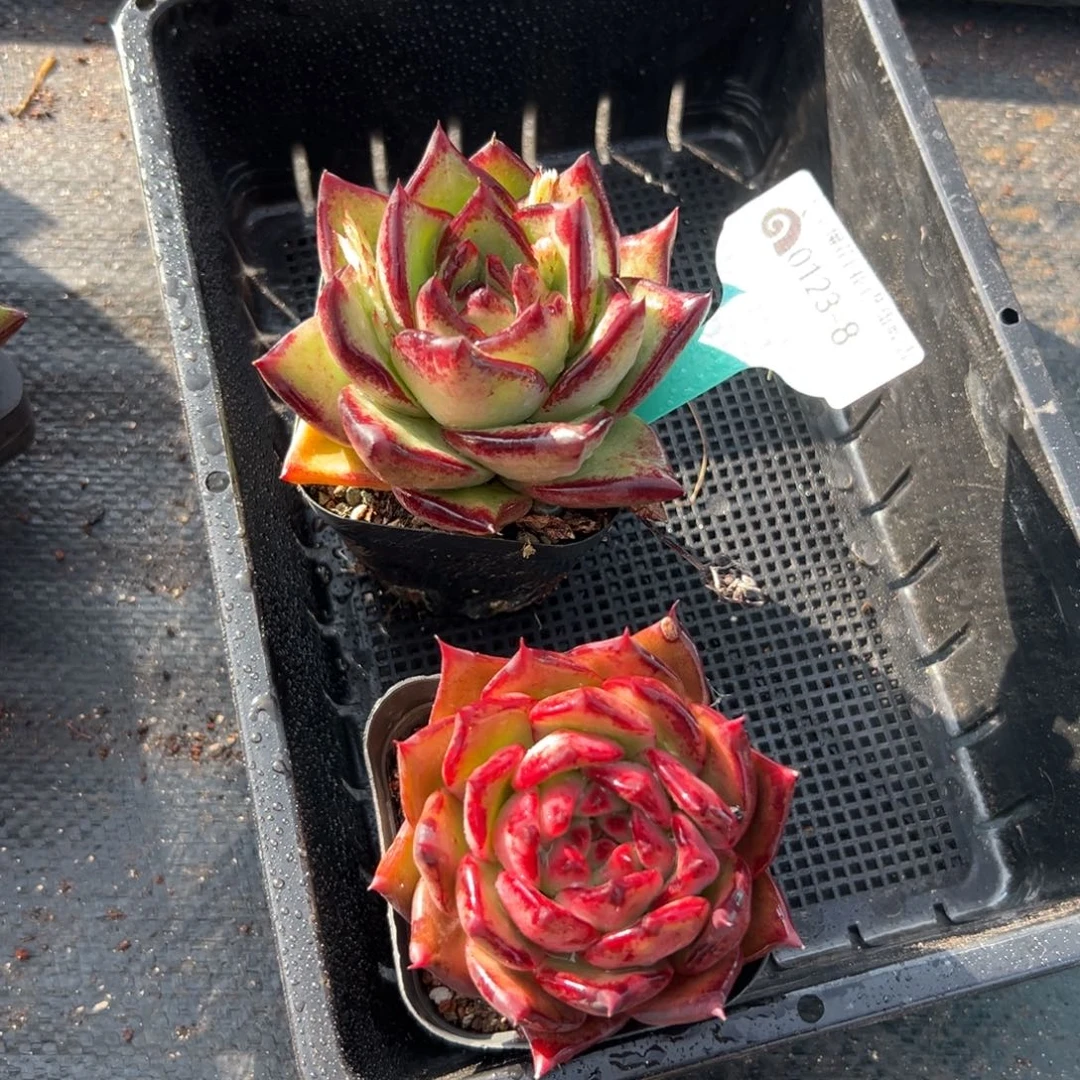 多肉编号0123-8两棵