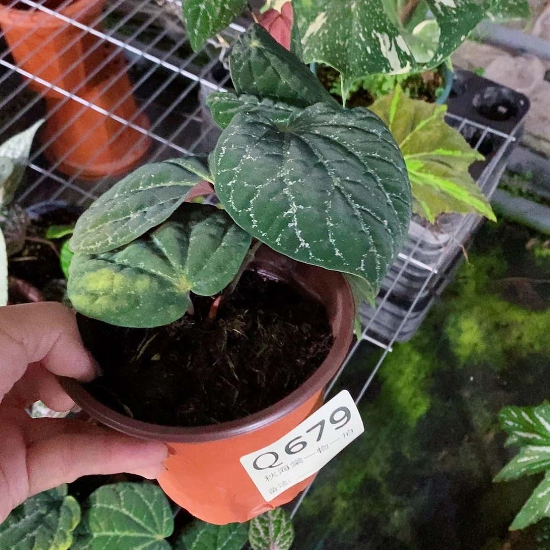 不开花植物奇***法679秋海棠