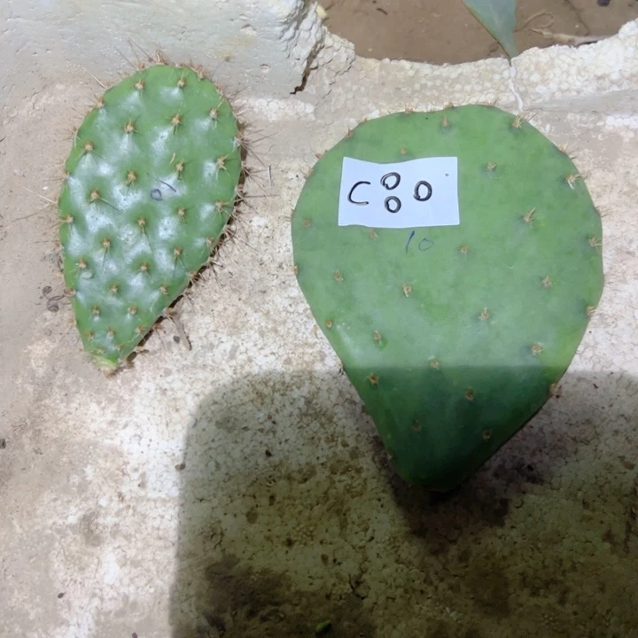 小***奶C80两个仙人掌叶片20