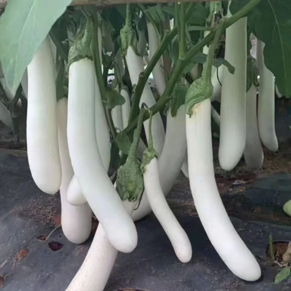 【白长茄种子】四季种植盆栽地栽阳台小院种植