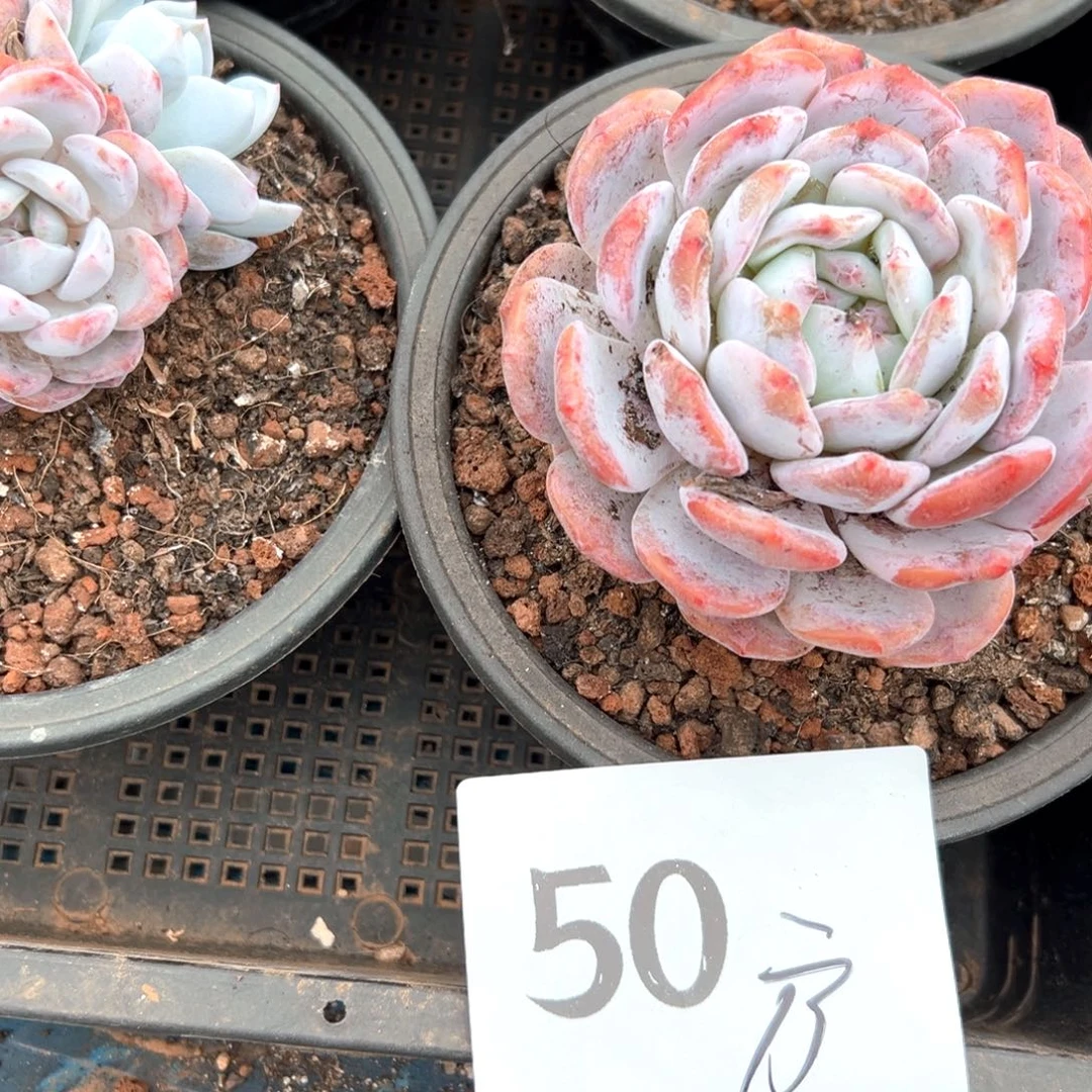 方*50-¥，号差距好吧好