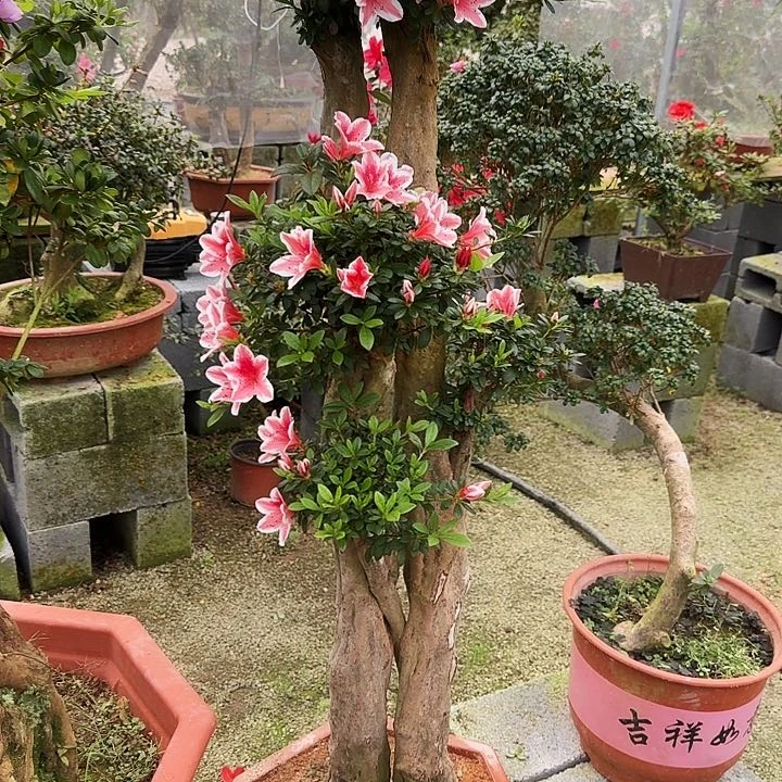 杜鹃马*才杜鹃盆景杜鹃