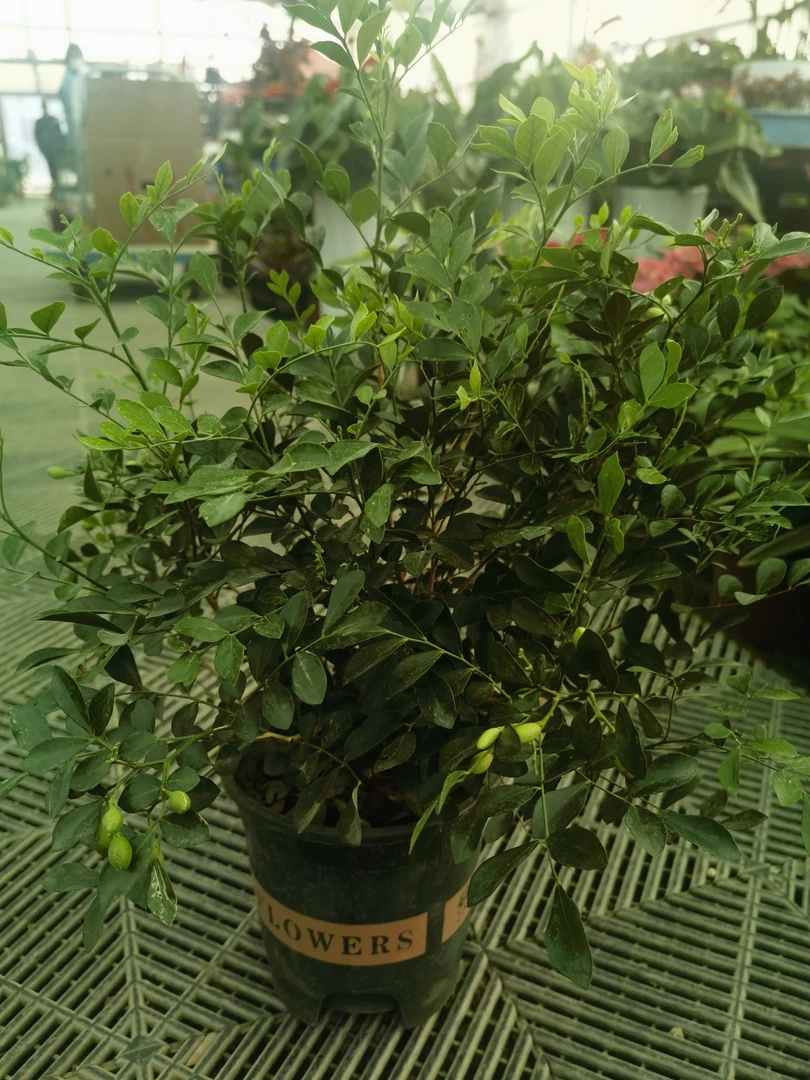 九里香！驱蚊虫，香味浓厚！新手入手好打理！只发新疆