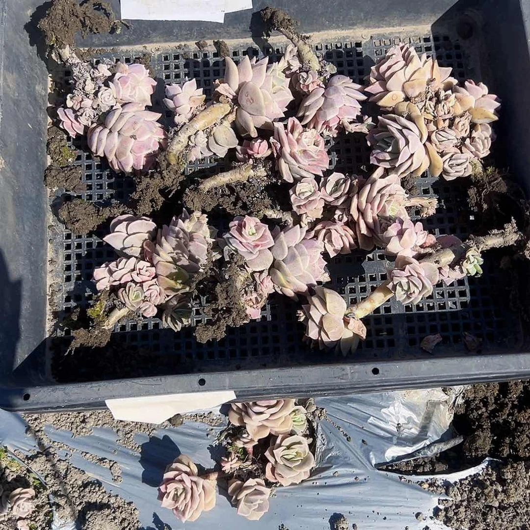 百***?a22不售后8颗可爱玫瑰